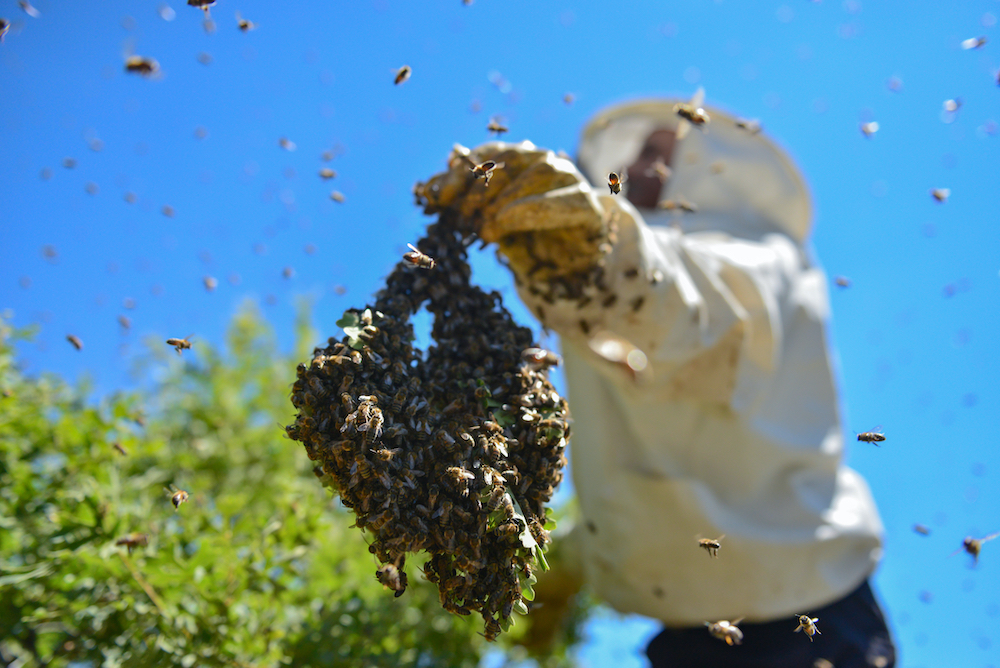 Bee removal in Houston