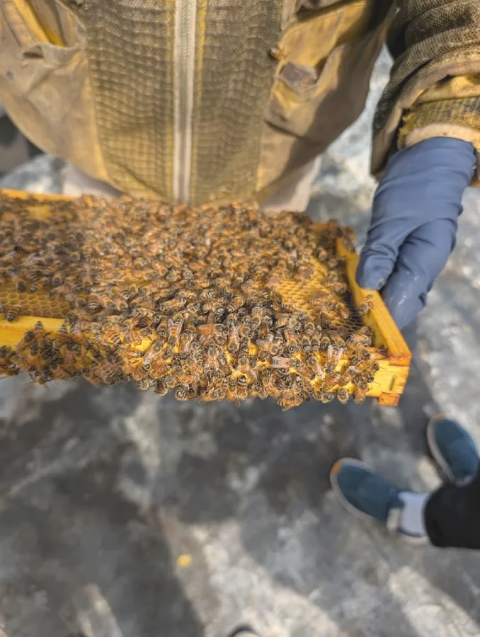 Houston bee removal team handling honeycomb