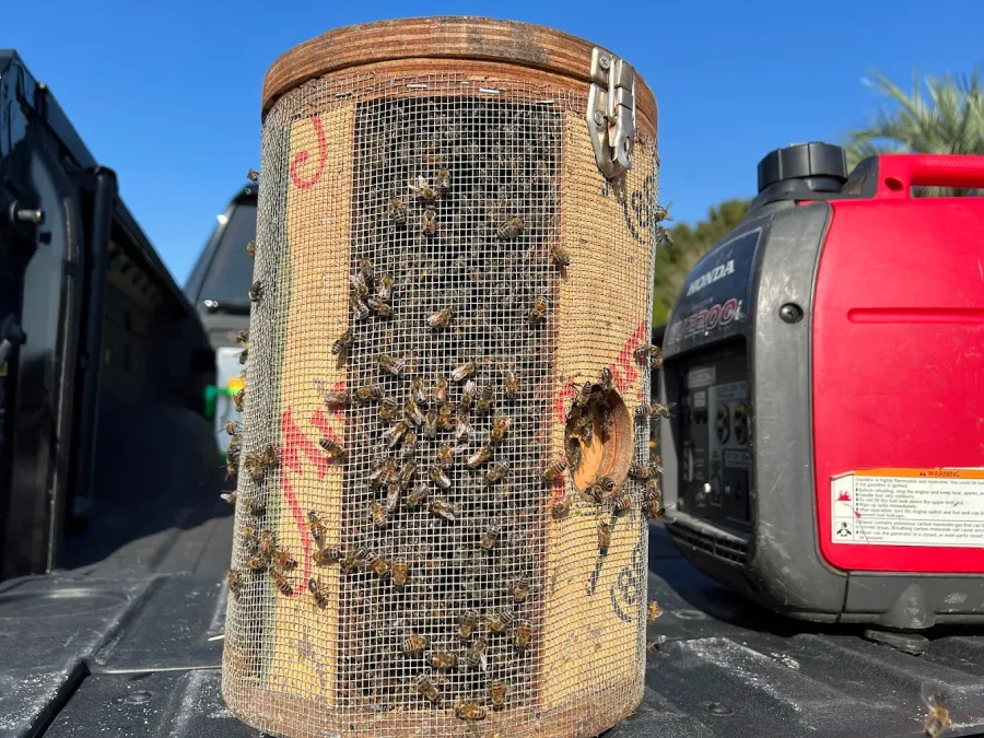 Houston bee removal transport box with bees