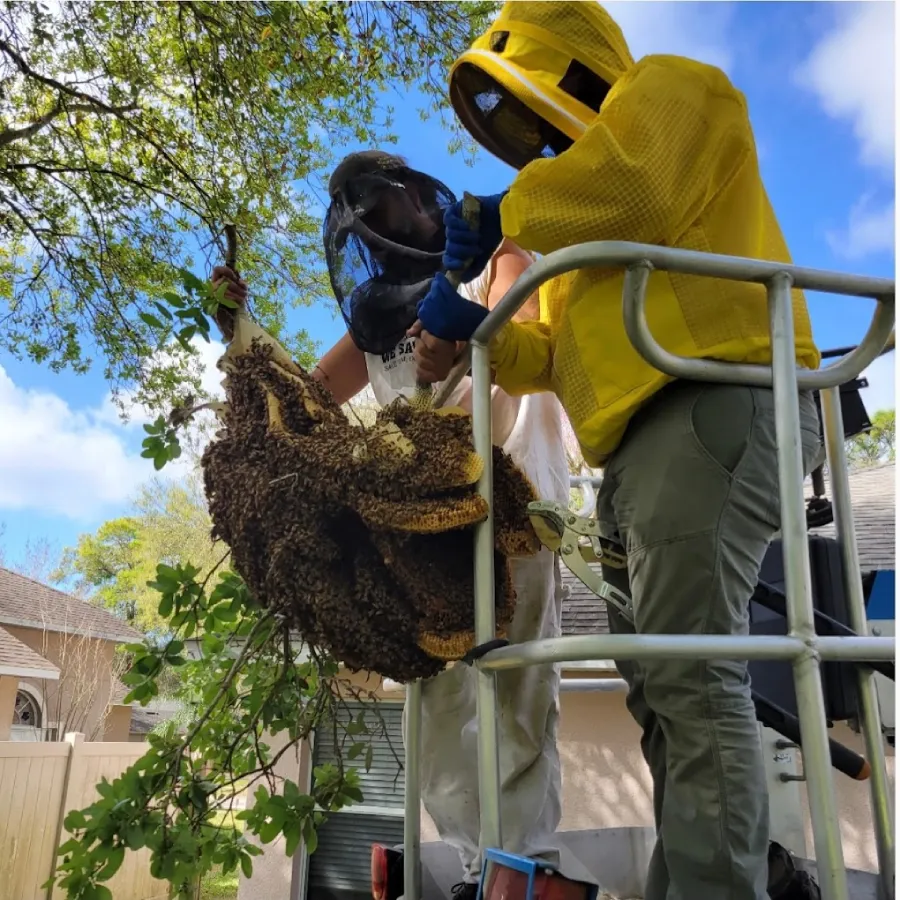 Houston bee removal team removing a swarm from a tree