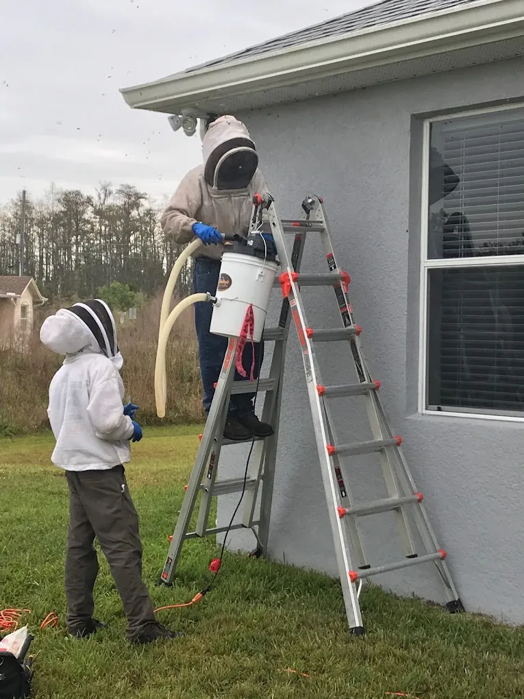 Houston bee removal crew working near a roofline