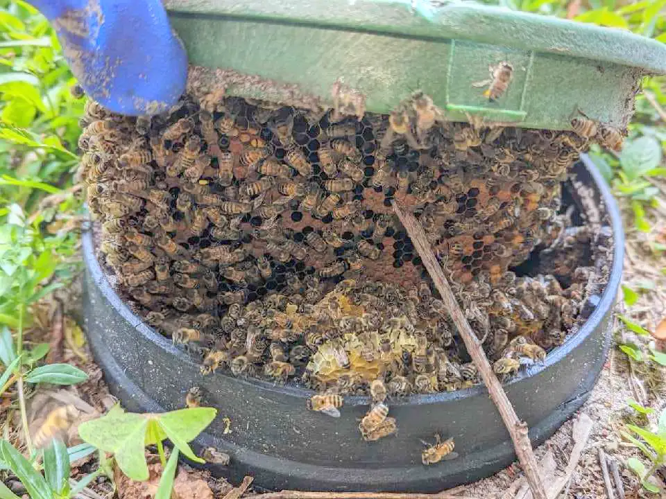 Houston bee removal hive close-up